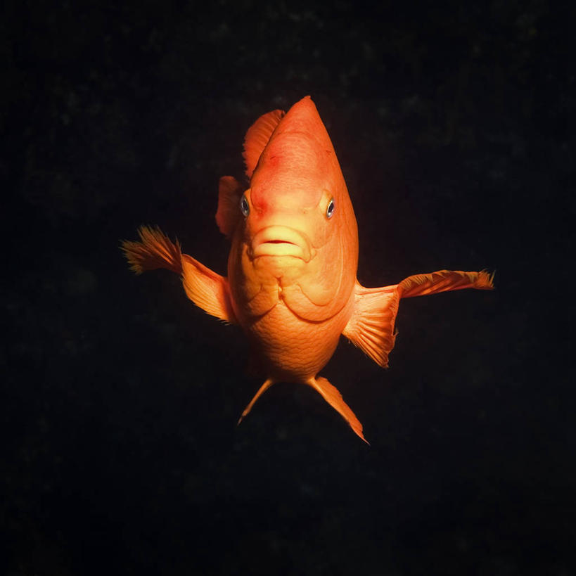 游泳,无人,方图,水下,野生动物,美国,鱼,鱼类,海洋生物,橙色,摄影,雀鲷,鳍,北美,北美洲,加利福尼亚,水生动物,美洲,咸水鱼,水生物,海底动物,北亚美利加洲,亚美利加洲,观赏鱼,圣克鲁斯岛,海峡群岛,美利坚合众国