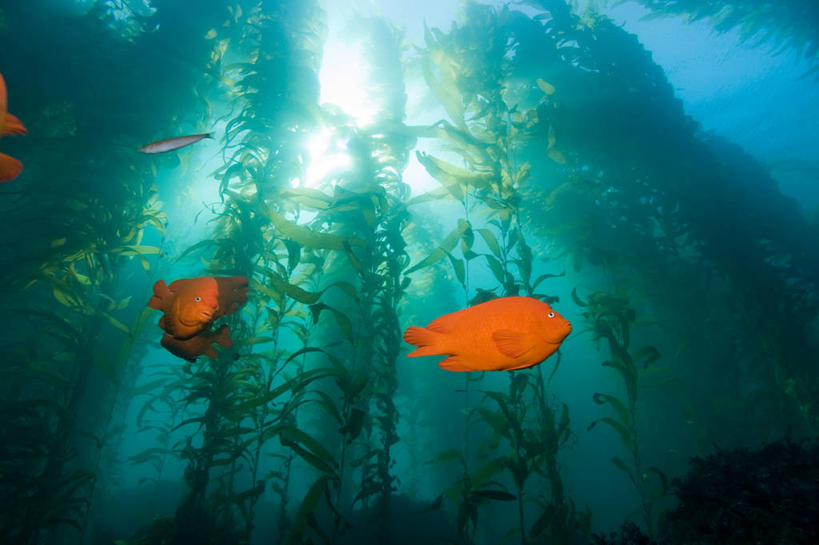 游泳,无人,横图,室外,白天,水下,野生动物,日光,美国,四只,鱼,鱼类,海洋生物,橙色,摄影,生长,雀鲷,北美,北美洲,加利福尼亚,水生动物,美洲,咸水鱼,水生物,海底动物,北亚美利加洲,亚美利加洲,观赏鱼,海峡群岛,美利坚合众国