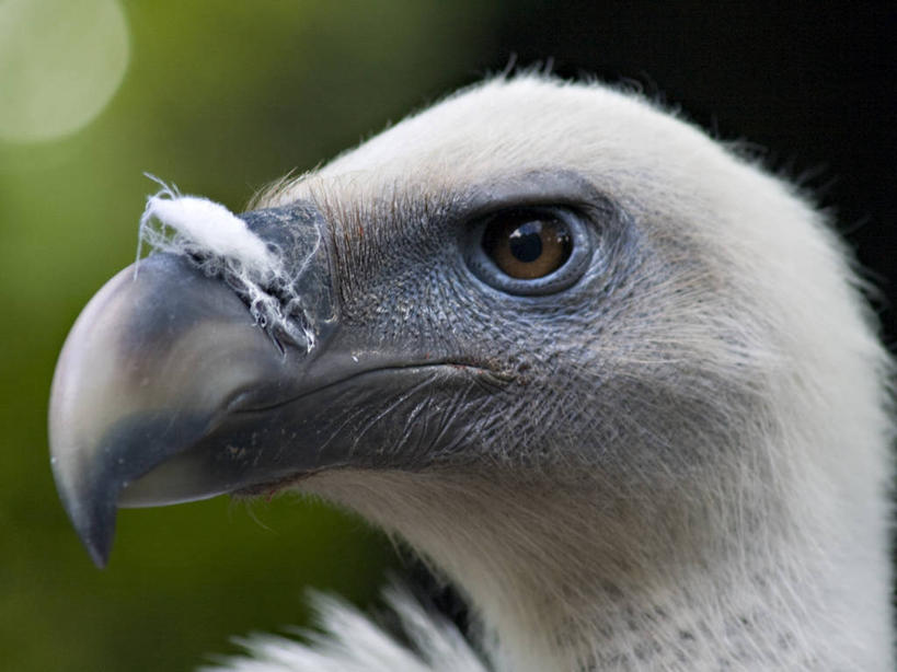 无人,横图,室外,特写,白天,野生动物,首都,动物,摄影,布达佩斯,喙,机敏,匈牙利共和国