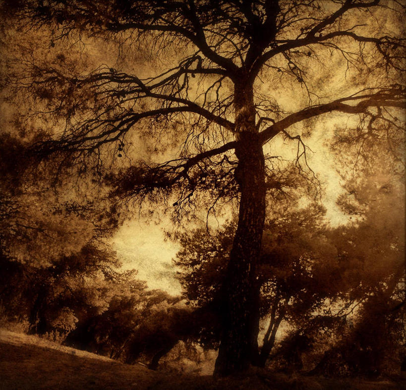 无人,横图,阶调图片,室外,白天,仰视,森林,英国,太空,枝,树,树干,自然,摄影,怪异,环境,北欧,惊骇,低角度拍摄,旅行