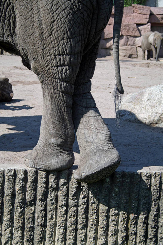 无人,动物园,竖图,室外,白天,野生动物,德国,阴影,尾巴,首都,柏林,动物,两只,摄影,中欧,双腿交叉,旅行