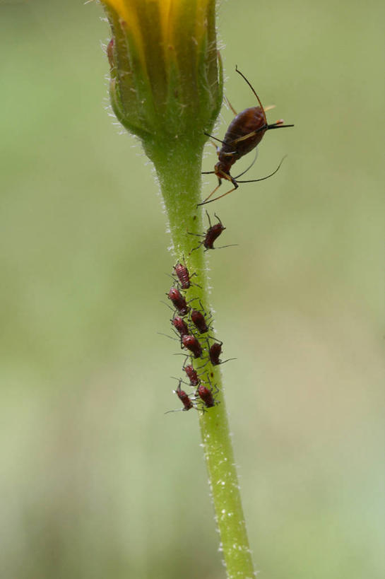 无人,竖图,室外,特写,白天,微距,野生动物,德国,一群,许多,茎,很多,花,动物,爬,摄影,保护,蚜虫,中欧,害虫,巴伐利亚