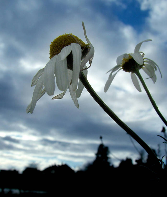 无人,竖图,室外,特写,白天,仰视,风,英国,乌云,云,冬天,茎,天气,花,花瓣,两个,天空,自然,摄影,生长,环境,脆弱,北欧,米德尔塞克斯,低角度拍摄,丽都