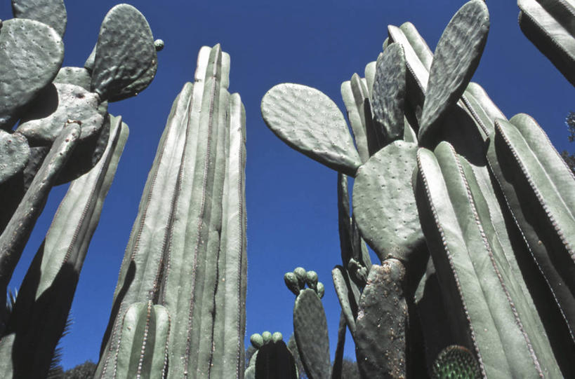 无人,植物园,横图,室外,白天,仰视,美景,沙漠,仙人掌,墨西哥,景观,天空,自然,景色,摄影,生长,环境,拉丁美洲,自然风光,万里无云,克雷塔罗州,低角度拍摄,肉质植物,韧性