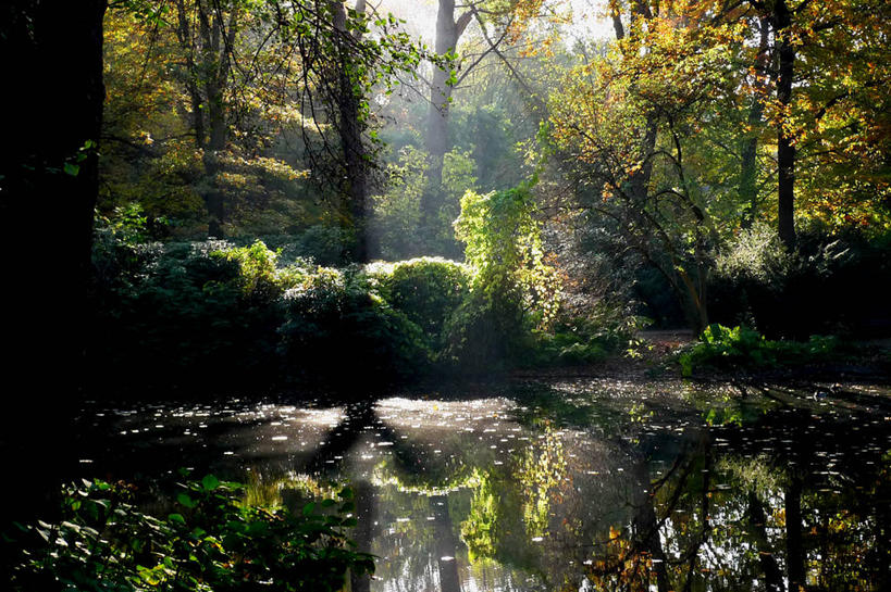 无人,横图,室外,湖,美景,森林,德国,反射,景观,黎明,首都,柏林,树,自然,景色,摄影,宁静,环境,自然风光,中欧,蒂尔加藤公园