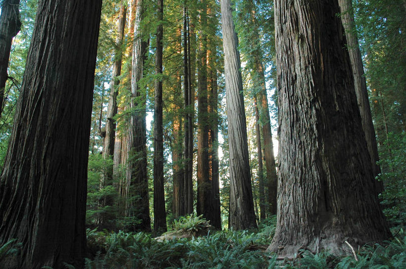 肥胖,无人,横图,室外,白天,仰视,美景,森林,植物,美国,景观,树,树干,风景,自然,景色,摄影,宁静,环境,自然风光,低角度拍摄,新月城,北加利福尼亚州
