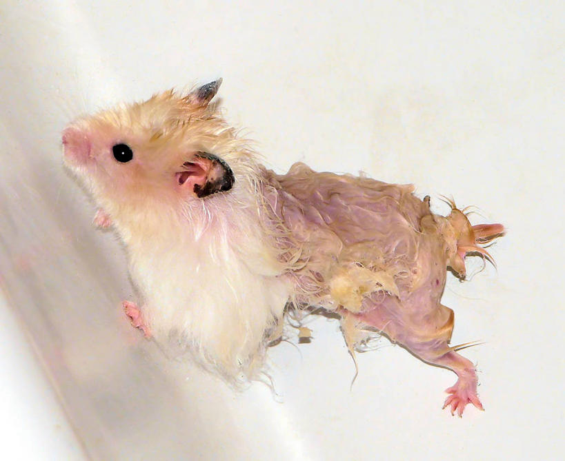 无人,横图,室内,白色背景,侧面,宠物,波兰,湿,仓鼠,首都,白色,动物,家畜,摄影,华沙,马佐夫舍,金黄地鼠,影棚拍摄