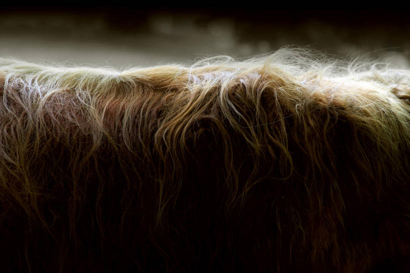 无人,横图,室外,特写,白天,宠物,狗,纺织品,德国,动物,家畜,摄影,部分,毛皮,中欧,纯种犬