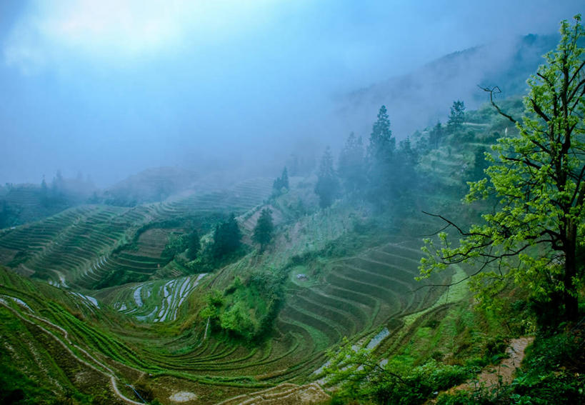 无人,横图,俯视,室外,白天,农业,梯田,美景,山,雾,桂林,中国,稻田,景观,田地,树,绿色,风景,自然,景色,摄影,广西,环境,自然风光,东亚,龙胜,广西壮族自治区,高角度拍摄,旅行
