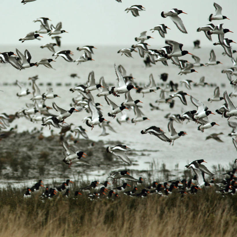 无人,方图,室外,白天,海洋,水,野生动物,荷兰,一群,许多,鸟类,很多,飞,草,摄影,弗里斯兰省
