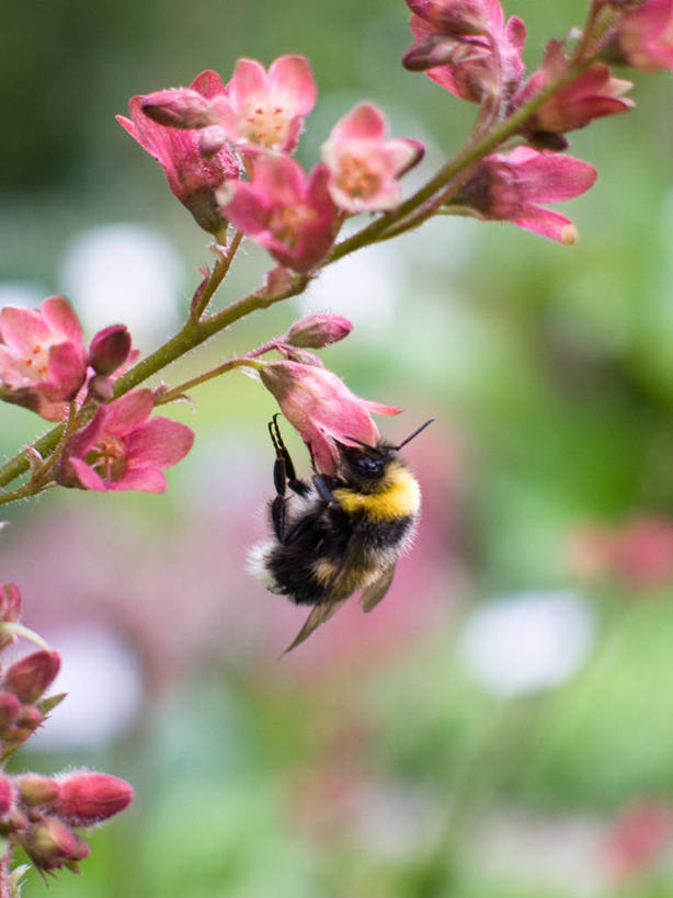 无人,植物园,竖图,室外,特写,白天,野生动物,蜜蜂,欧洲,冰岛,昆虫,茎,花,花瓣,动物,摄影,脆弱,北欧,花粉,益虫,授粉,冰岛共和国,阿库雷里,共生关系