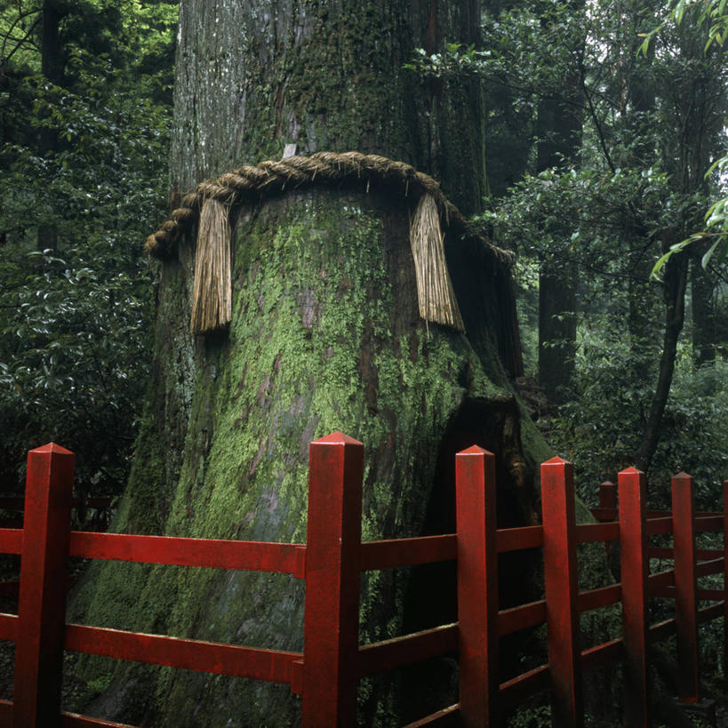 无人,方图,室外,白天,森林,日本,栅栏,篱笆,雪松,苔藓,关东地区,神奈川县,树,树干,古树,自然,绳子,摄影,生长,保护,环境,东亚,针叶树