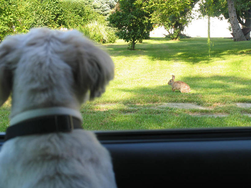无人,坐,横图,室外,白天,汽车,哺乳动物,宠物,狗,美国,阴影,兔子,注视,车,草,树,自然,动物,交通工具,观察,看,两只,家畜,摄影,观看,兔,环境,察看,北美,北美洲,关注,载具,美洲,野兔,北亚美利加洲,亚美利加洲,威斯康星,美利坚合众国,宠物项圈