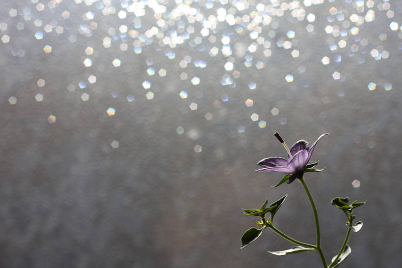 无人,横图,室外,白天,意大利,盛开,反射,茎,花蕾,花,花瓣,花朵,鲜花,一朵,紫色,自然,花苞,花蕊,摄影,生长,环境,脆弱,南欧,清新,安科纳