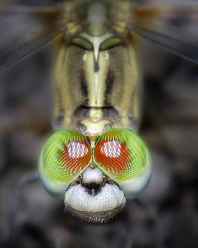 无人,竖图,室外,特写,白天,微距,野生动物,印度,蜻蜓,昆虫,自然,动物,摄影,环境,益虫,马哈拉施特拉邦,孟买,复眼,印度次大陆