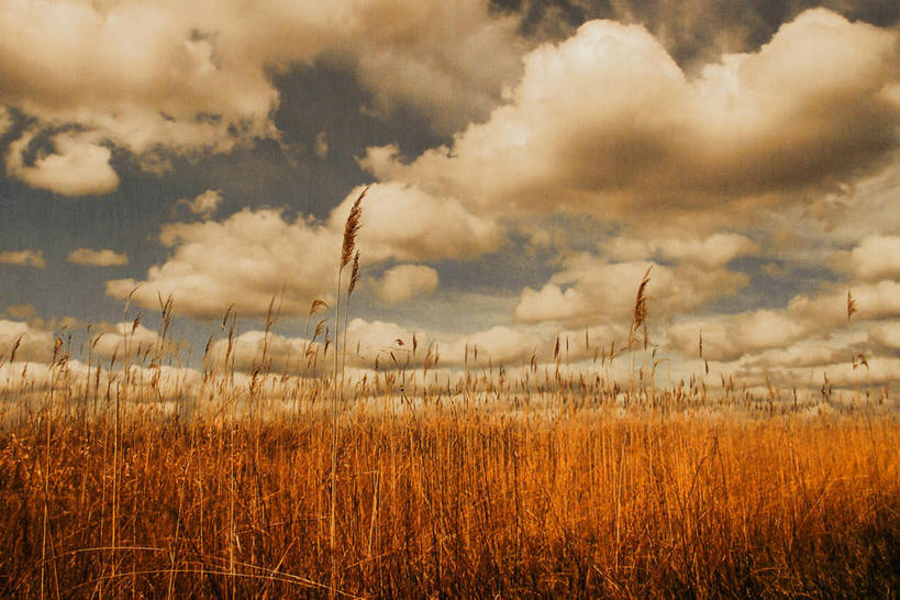 无人,横图,室外,白天,农业,芦苇,英国,田地,云,天空,自然,摄影,生长,宁静,环境,北欧,潘塔纳尔湿地,剑桥郡