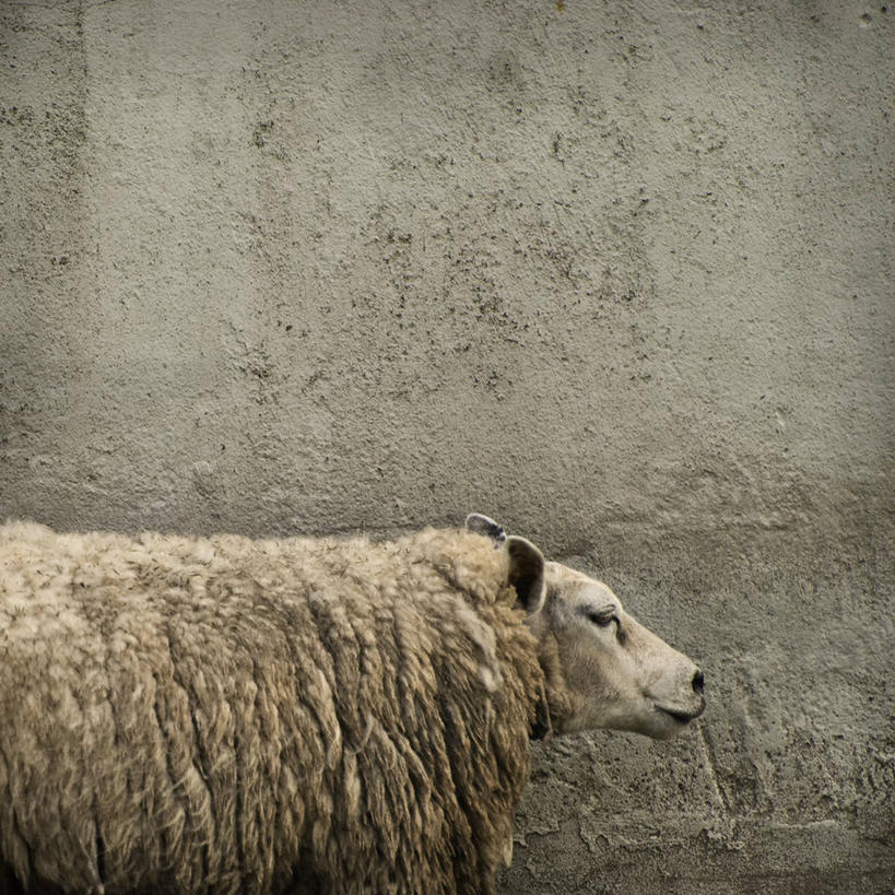 无人,站,方图,室外,白天,农业,荷兰,动物,看,家畜,摄影,牲畜,食草动物,近景,偶蹄目,乌特勒支,绵羊