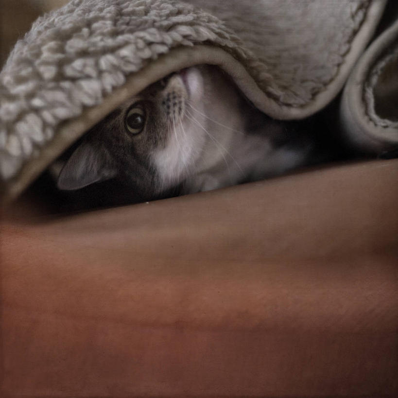 无人,躺,方图,特写,时尚,宠物,猫,荷兰,毯子,床上用品,t台,家畜,摄影,隐藏,猫科动物,恶作剧,林堡,马斯特里赫特,时装表演,时装秀,t型台,走秀,好奇心