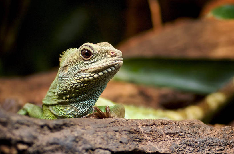 无人,横图,室外,特写,白天,时尚,野生动物,蜥蜴,丹麦,首都,动物,t台,摄影,斯堪狄纳维亚半岛,机敏,哥本哈根,西兰岛,时装表演,时装秀,t型台,走秀