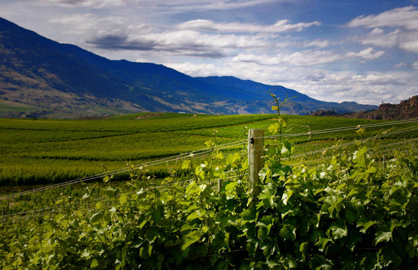 无人,横图,室外,白天,旅游,度假,时尚,农业,美景,山,猫头鹰,加拿大,栅栏,景观,篱笆,田地,云,娱乐,葡萄园,风景,天空,自然,享受,休闲,t台,景色,放松,摄影,宁静,环境,自然风光,大不列颠哥伦比亚,时装表演,时装秀,t型台,走秀,穴居猫头鹰