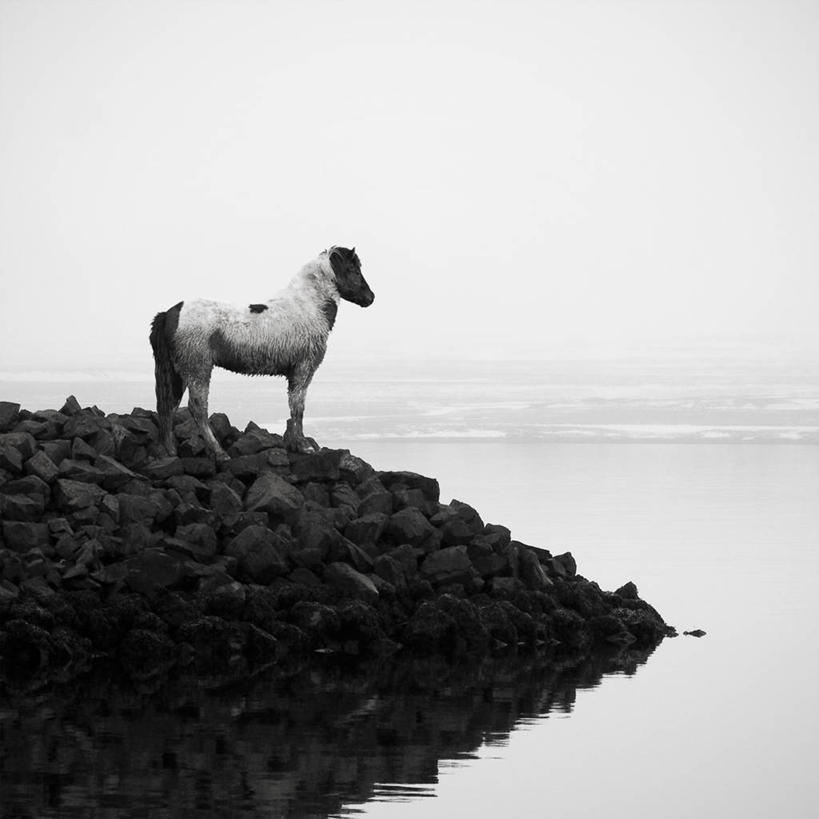 无人,站,方图,室外,白天,时尚,海洋,水,欧洲,冰岛,反射,动物,t台,家畜,摄影,宁静,北欧,小马,冰岛共和国,冰岛马,时装表演,时装秀,t型台,走秀,岩石,旅行