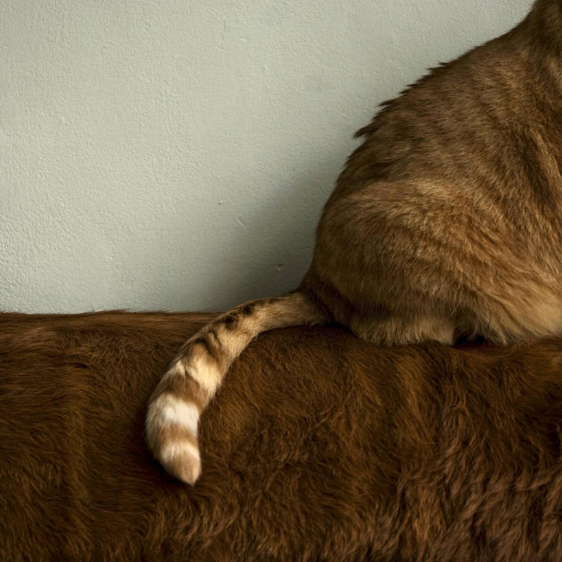 无人,坐,方图,室内,特写,沙发,宠物,猫,荷兰,尾巴,座位,动物,家畜,放松,摄影,部分,猫科动物,斑纹猫,林堡,马斯特里赫特