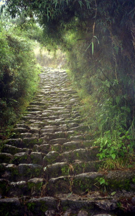 无人,竖图,室外,白天,仰视,楼梯,秘鲁,树,自然,地标建筑,陡峭,南美,摄影,环境,南美洲,拉丁美洲,美洲,秘鲁共和国,印加遗迹,马丘比丘,库斯科,首府,亚美利加洲,南亚美利加洲,玉米之仓,库斯科省,低角度拍摄,旅行,库斯科大区