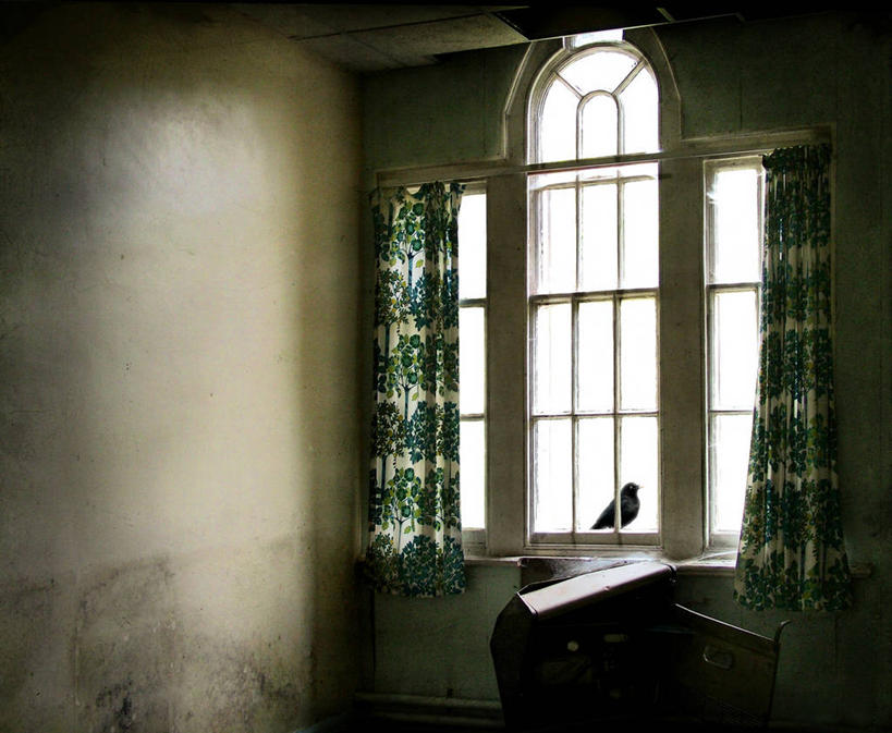 无人,横图,室内,白天,窗户,窗帘,建筑,英国,废弃,鸟类,纸,窗台,动物,装饰物,摄影,报废,乌鸦,废物,北欧,消息,丢弃,放弃,抛弃,摈弃,兰开夏,普雷斯顿,屏弃,摈斥,摒除