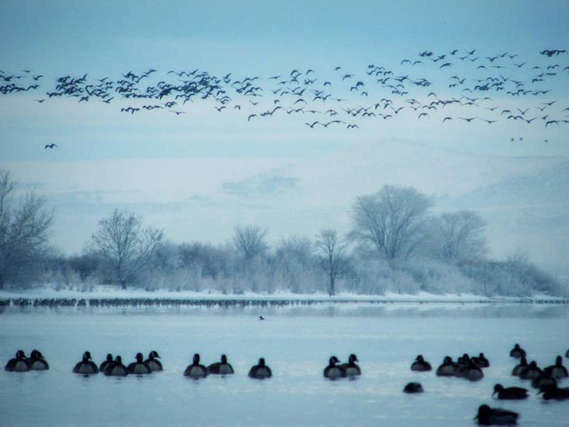 游泳,无人,横图,室外,白天,河流,雪,鹅,野生动物,美国,一群,许多,鸟类,冬天,黎明,天气,很多,霜,飞,树,自然,摄影,环境,水禽,迁徙,北美,北美洲,早晨,美洲,华盛顿州,加拿大黑雁,哥伦比亚河,北亚美利加洲,亚美利加洲,美利坚合众国