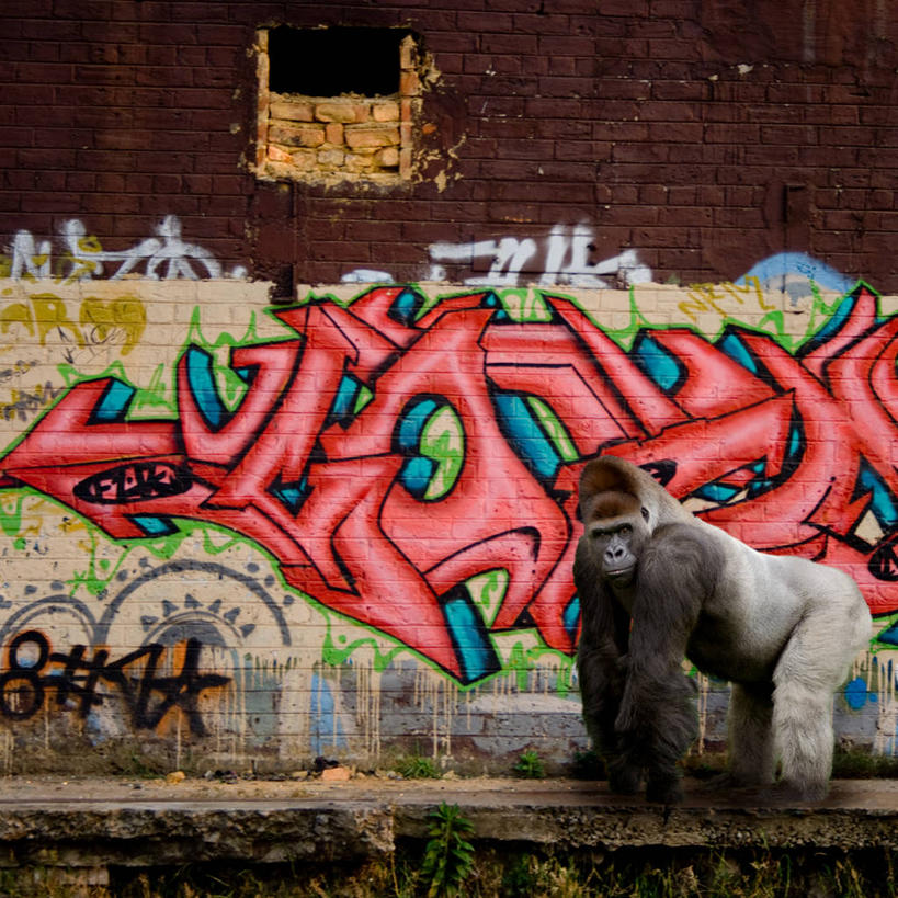 西方人,无人,站,方图,室外,白天,度假,庸俗,异乎寻常,美景,城市风光,城市,野生动物,欧洲,非洲,南非,黑人,欧洲人,艺术,文字,墙,景观,娱乐,数码合成,动物,享受,休闲,景色,放松,摄影,喷漆,幽默,涂料,大猩猩,猿,肖像,想象,德兰士瓦省,豪登省,约翰内斯堡,想法,美术工艺,银背大猩猩,非洲人,涂鸦