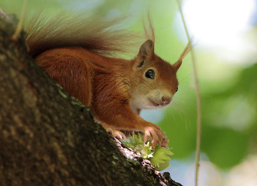 无人,横图,室外,白天,野生动物,德国,坚果,树,树干,动物,松鼠,看,摄影,园林,生存,榛子,中欧,法兰克福,红松鼠,黑森州
