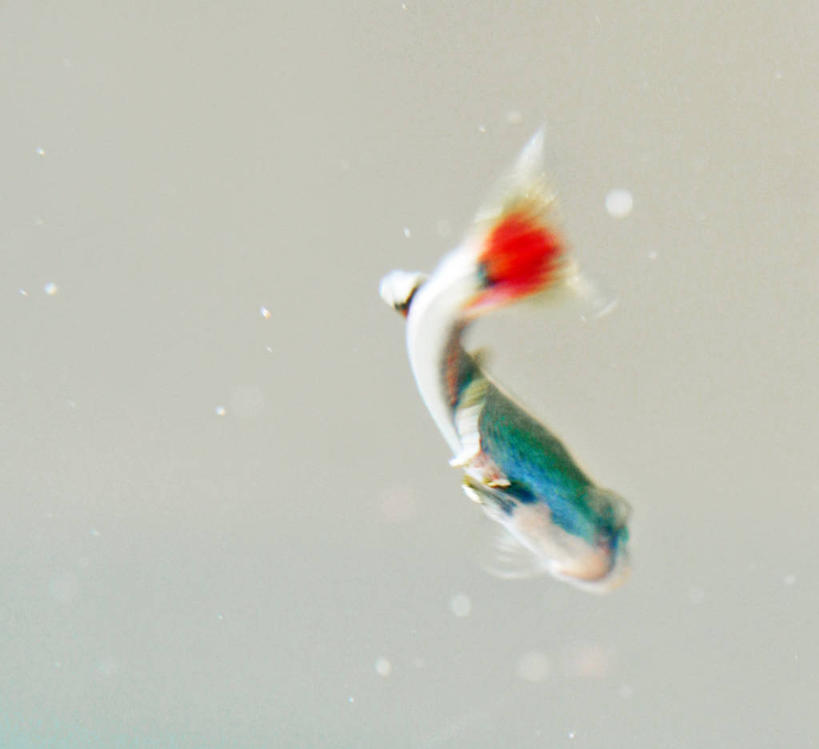 游泳,无人,横图,水,宠物,英国,欧洲,伦敦,鱼缸,首都,鱼类,动物,家畜,摄影,西欧,北欧,大不列颠,大不列颠及北爱尔兰联合王国,大不列颠及爱尔兰联合王国,雾都,大不列颠王国,大英帝国,联合王国,日不落帝国