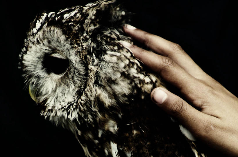 手,一个人,横图,室内,特写,猫头鹰,野生动物,英国,黑色背景,英格兰,黑色,动物,人体,摄影,部分,北欧,谷仓枭,约克郡,触摸,影棚拍摄,感知