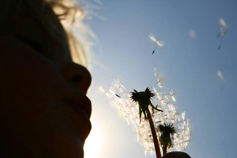 头,一个人,横图,室外,白天,纯洁,蒲公英,英国,朦胧,模糊,种子,吹气,两个,天空,童年,人体,摄影,脆弱,北欧,剪影,逆光,万里无云,头部