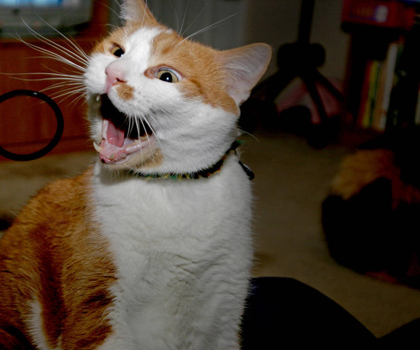 无人,横图,室内,宠物,猫,美国,动物,看,向上看,张嘴,家畜,摄影,猫科动物,张大嘴巴,张开嘴