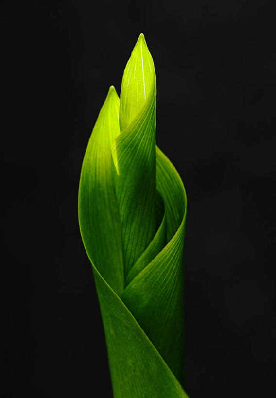 无人,竖图,室内,特写,百合花,叶子,德国,黑色背景,光,黑色,自然,摄影,生长,环境,清新,中欧,黑森州,影棚拍摄