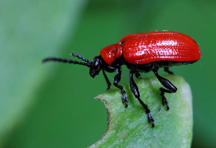 无人,坐,吃,横图,室外,特写,白天,野生动物,叶子,德国,天牛,红色,自然,动物,摄影,环境,甲虫,中欧,法兰克福,黑森州