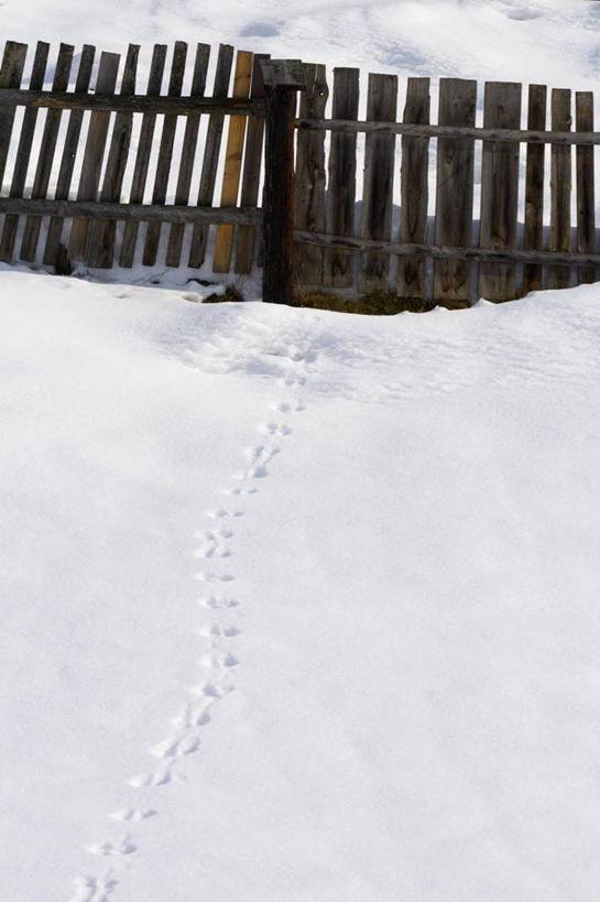 无人,竖图,室外,白天,安全,美景,雪,奥地利,覆盖,脚印,栅栏,景观,篱笆,冬天,方向,自然,动物,景色,寒冷,摄影,保护,宁静,连续,自然风光,中欧,持续,继续,陆续,旅行