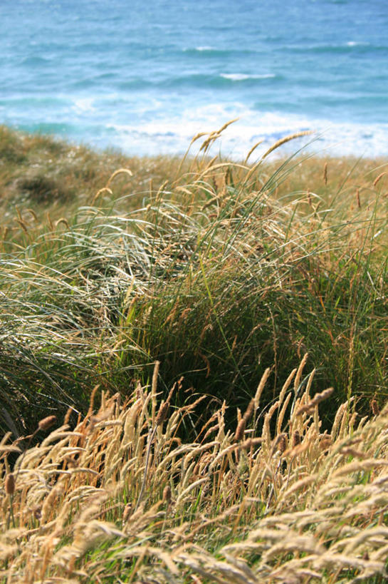 无人,竖图,室外,特写,白天,旅游,度假,海洋,美景,水,英国,景观,娱乐,草,自然,享受,休闲,景色,放松,摄影,生长,宁静,环境,自然风光,北欧,康沃尔,西南英格兰