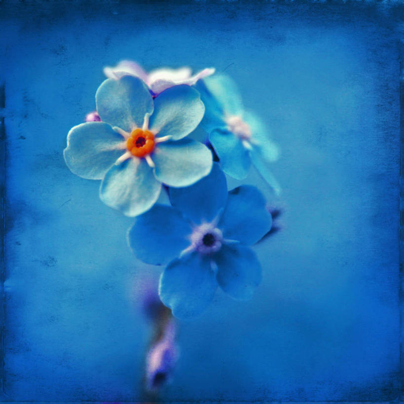 无人,方图,俯视,美景,勿忘我,纹路,纹理,景观,花,花瓣,蓝色,自然,景色,摄影,怀旧,脆弱,雄蕊,清新,自然风光,巴尔干,肌理,塞尔维亚,高角度拍摄,皮罗特