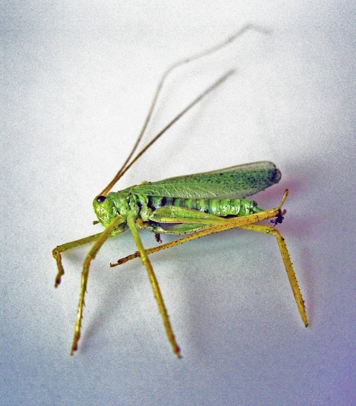 无人,竖图,室内,野生动物,英国,欧洲,伦敦,昆虫,首都,绿色,动物,摄影,西欧,北欧,大不列颠,节肢动物,大不列颠及北爱尔兰联合王国,大不列颠及爱尔兰联合王国,雾都,影棚拍摄,大不列颠王国,大英帝国,联合王国,日不落帝国