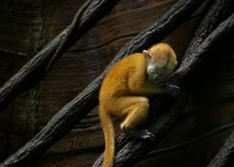 无人,攀登,横图,室外,白天,野生动物,猴子,纽约,美国,曼哈顿,注视,动物,藤蔓,观察,看,摄影,观看,察看,关注,叶猴,户外活动,藤蔓植物,恶作剧,好奇心