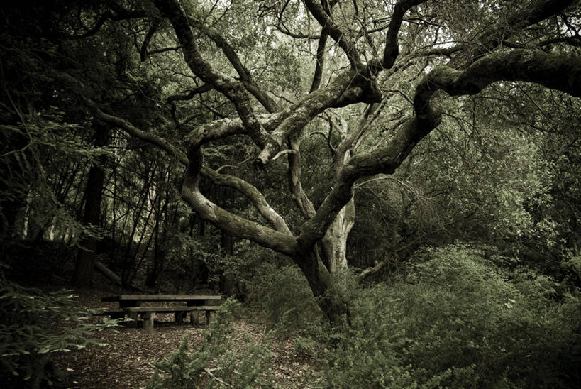 无人,公园,横图,室外,白天,森林,桌子,美国,枝,草,树,自然,摄影,宁静,环境,伯克利,旅行