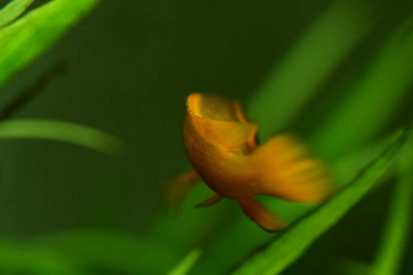 游泳,无人,横图,室内,室外,特写,白天,运动模糊,水下,水,宠物,叶子,美国,金鱼,鱼类,绿色,自然,动物,家畜,摄影