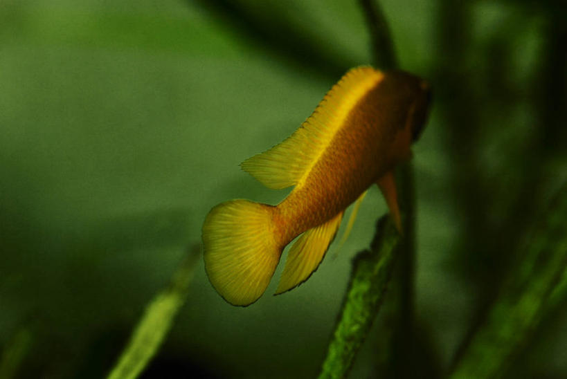 游泳,无人,横图,室内,室外,特写,白天,运动模糊,水下,水,宠物,叶子,美国,金鱼,鱼类,绿色,自然,动物,家畜,摄影