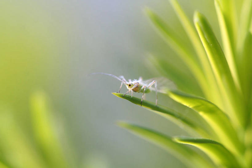 无人,横图,室外,特写,白天,植物,野生动物,日光,荷兰,昆虫,自然,摄影,灌木,注射器,针叶树