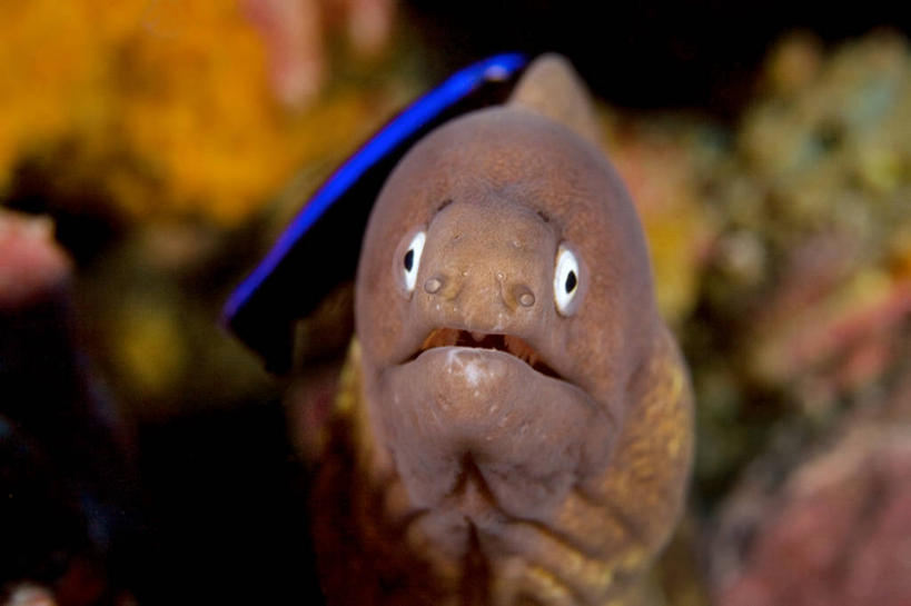 无人,横图,特写,水下,泰国,摄影,印度支那