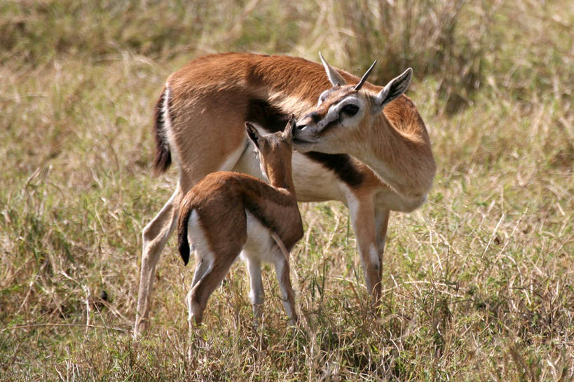 无人,横图,室外,白天,野生动物,非洲,坦桑尼亚,草,自然,动物,两只,摄影,生长,陨石坑,关爱,瞪羚,汤姆森瞪羚,阿鲁沙区,东非,恩戈罗恩戈罗保护区,恩戈罗恩戈罗自然保护区,坦桑尼亚联合共和国,亲吻