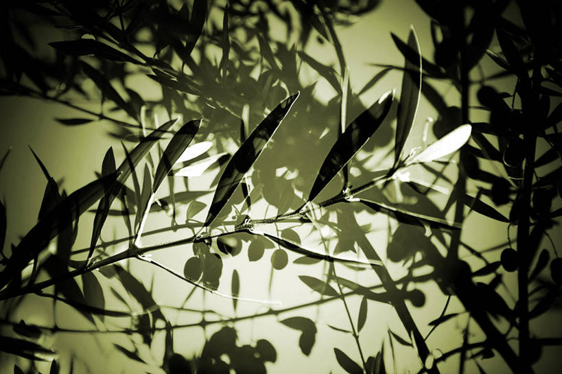 无人,横图,室外,特写,白天,农业,叶子,西班牙,巴塞罗那,阴影,墙,枝,自然,摄影,生长,伊比利亚半岛,油橄榄树,巴塞罗那省