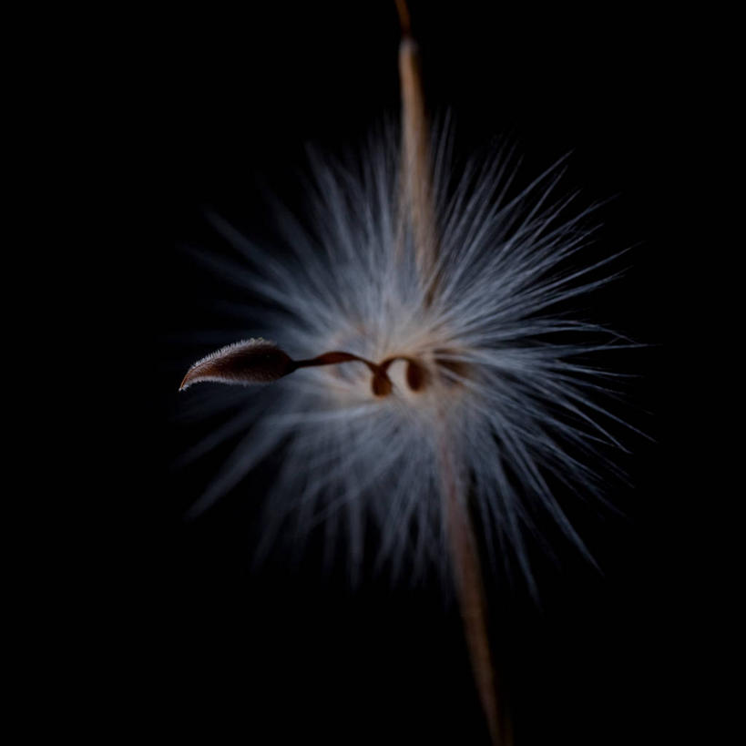 无人,方图,室外,白天,微距,斯洛伐克,种子,自然,摄影,生长,脆弱,柔和